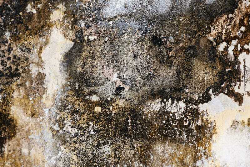 mold damage insurance claim